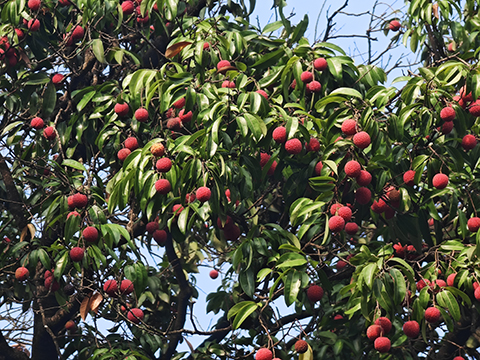 �격����-����Ʒ������