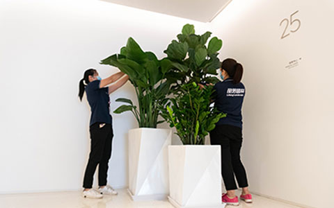 �격����԰�֣��ʺϰڷŰ칫�ҵ���ɫֲ��