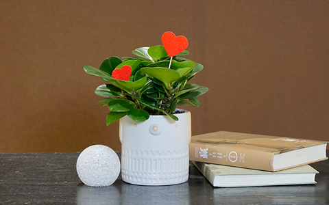 �격�������������뻨�Ծ����л�����������Ҹ�ָ�����!