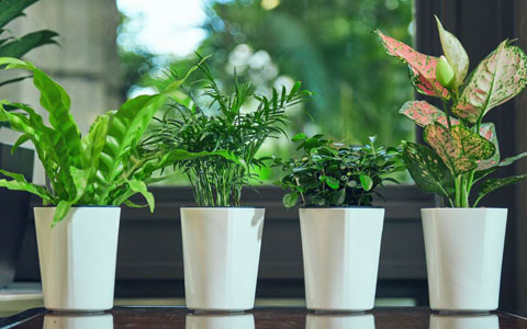 ��ֲ����ר�ң��ļ���������֪ʶ«����������Ƥ����ˮ�׼���