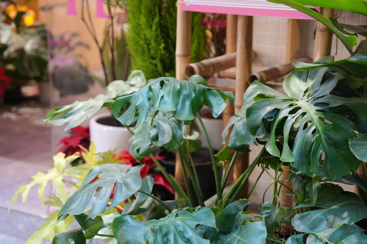 �격����-����Ʒ������