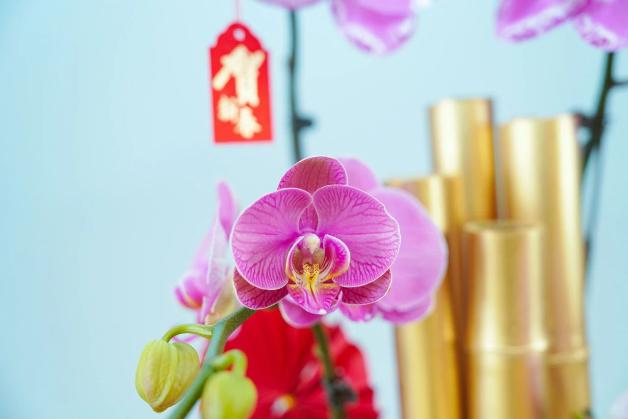 �격����-����Ʒ������