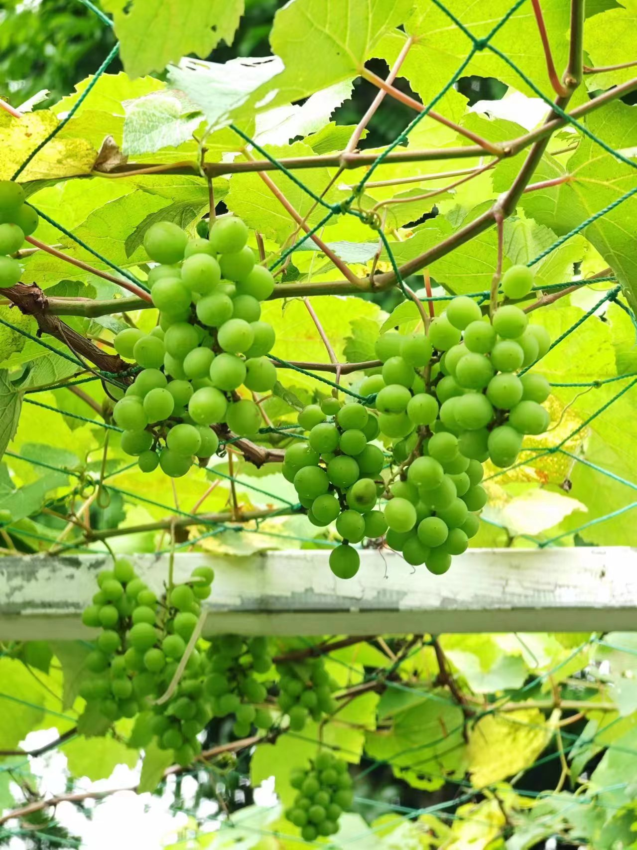 �격����-����Ʒ������